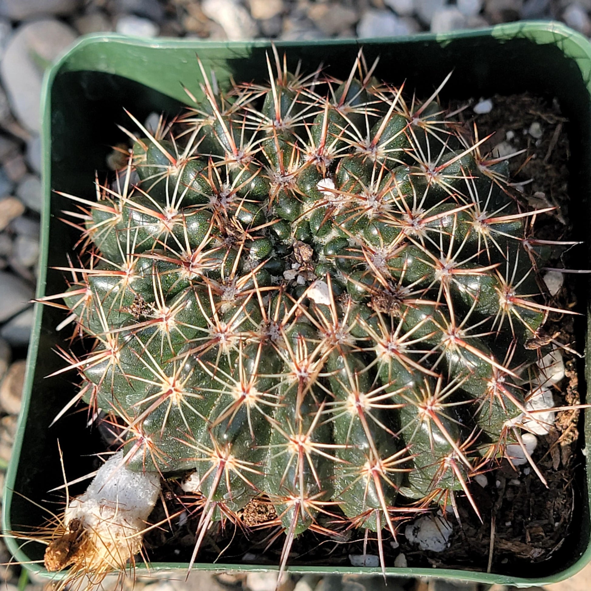 DesertScapeSucculent Cactus 4" Assorted Notocactus orthacanthus