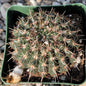Notocactus orthacanthus - 4 Inch Assorted - Cactus - DesertScapeSucculent