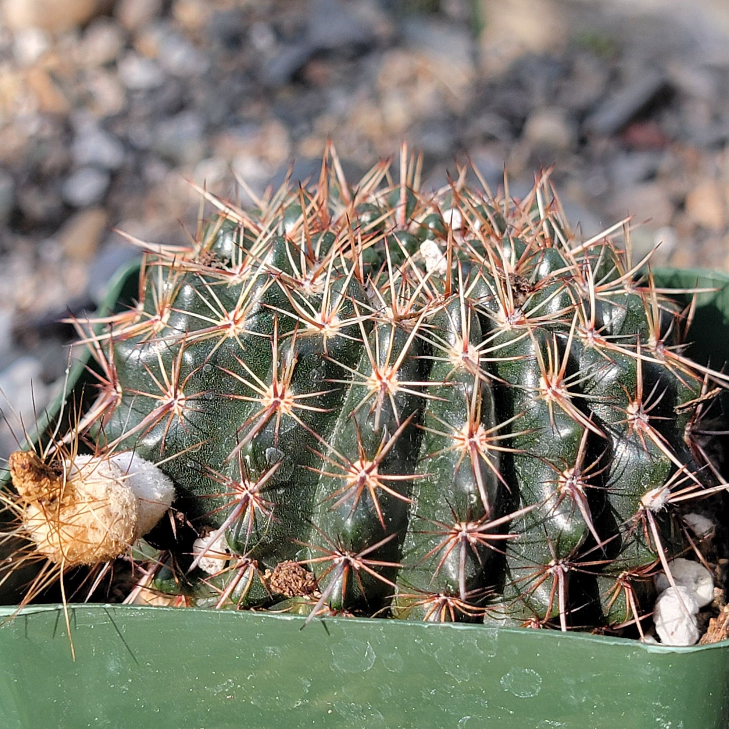 DesertScapeSucculent Cactus 4" Assorted Notocactus orthacanthus