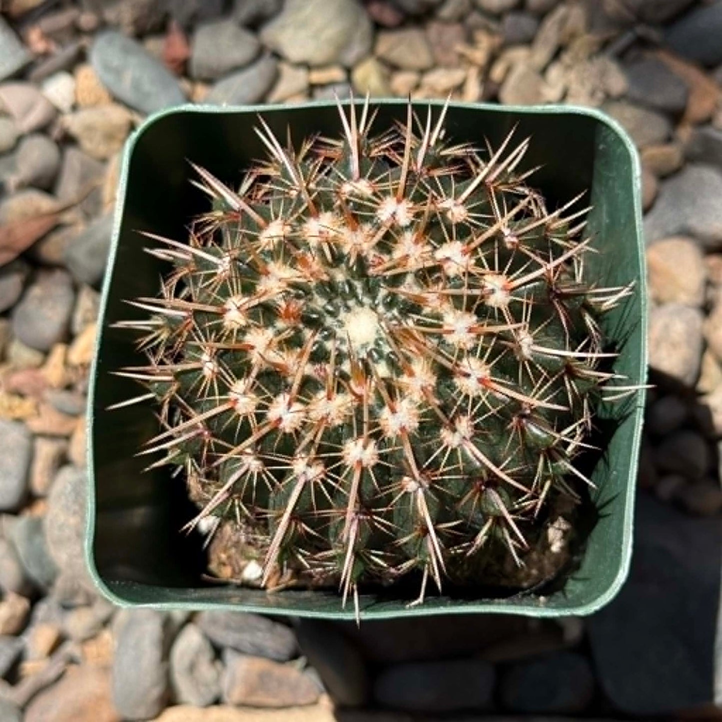 DesertScapeSucculent Cactus 4 Inch Notocactus orthacanthus