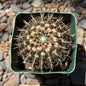 DesertScapeSucculent Cactus 4 Inch Notocactus orthacanthus