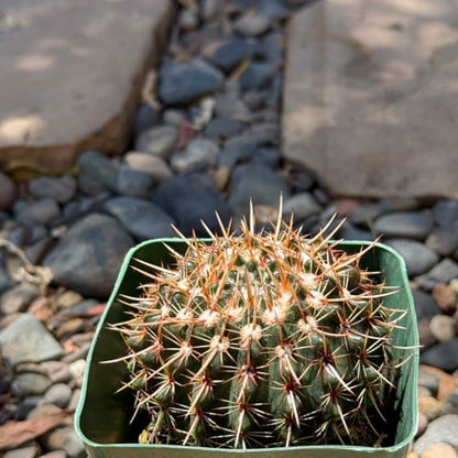 DesertScapeSucculent Cactus 4 Inch Notocactus orthacanthus