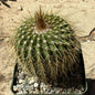 Notocactus schumanniana var. brevispina - 4 Inch Assorted - Cactus - DesertScapeSucculent