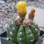 Notocactus uebelmannianus - 4 Inch Assorted - Cactus - DesertScapeSucculent