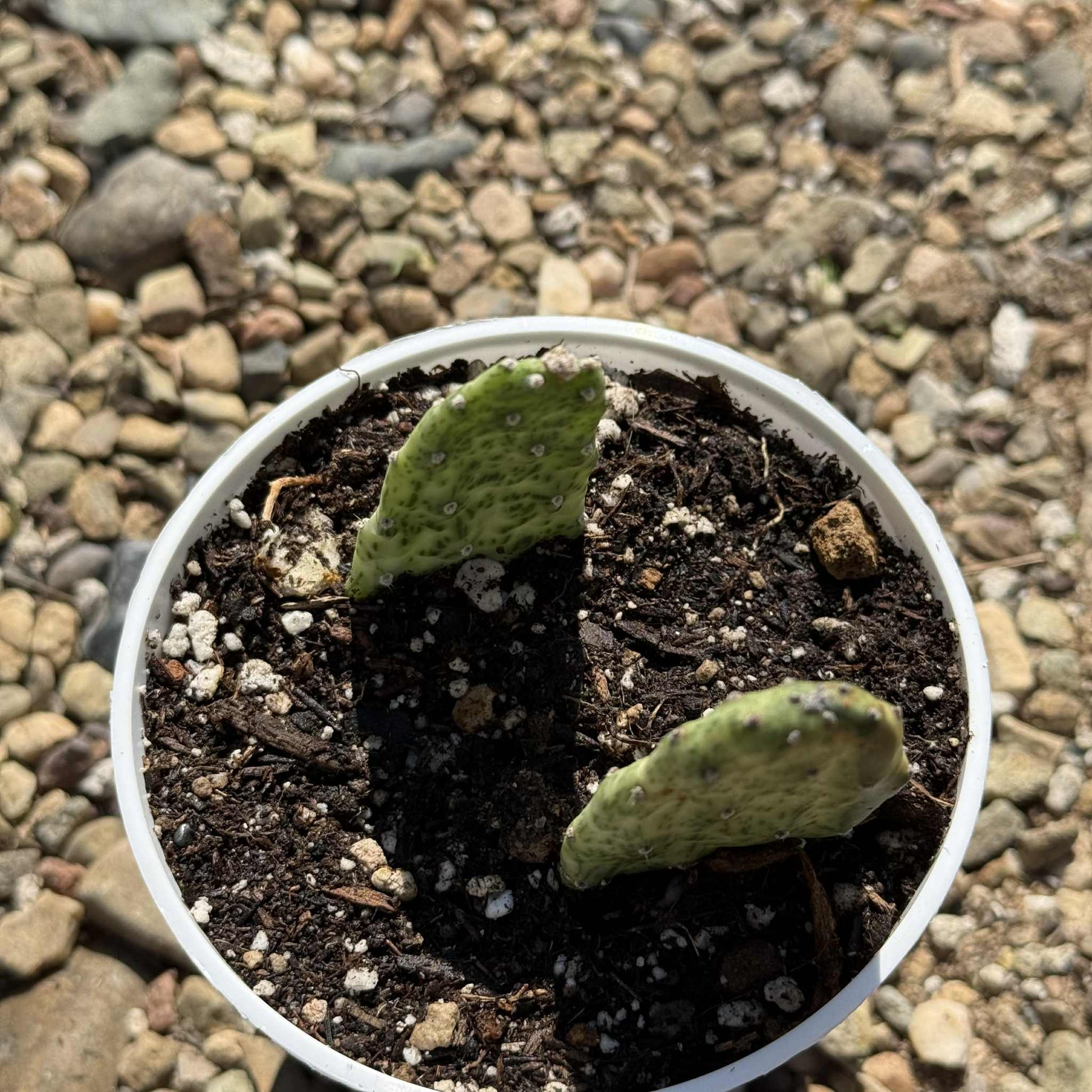 Opuntia cochenillifera 'Sunburst' - 4 Inch Assorted - Cactus - DesertScapeSucculent