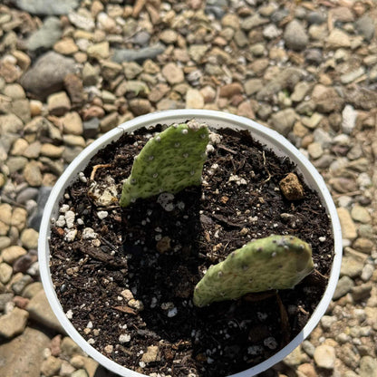Opuntia cochenillifera 'Sunburst' - 4 Inch Assorted - Cactus - DesertScapeSucculent