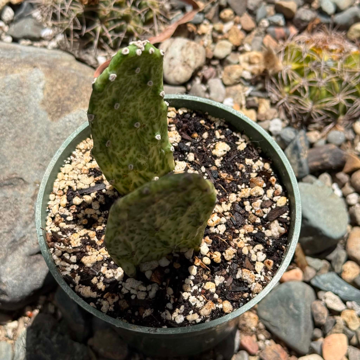 DesertScapeSucculent Cactus Opuntia cochenillifera 'Sunburst'