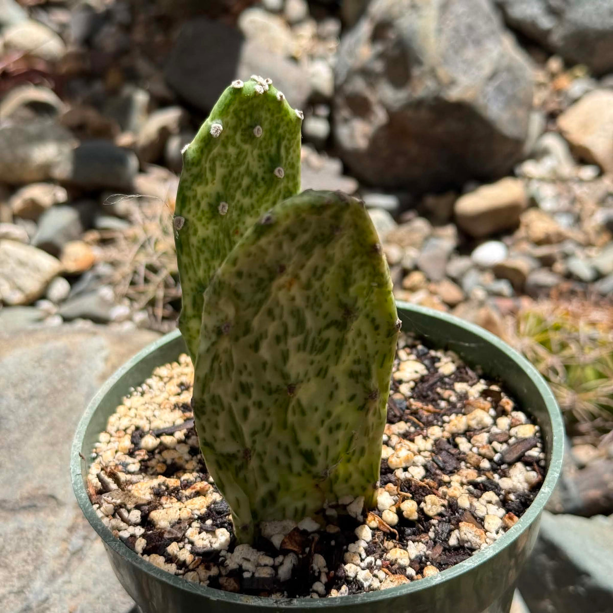 DesertScapeSucculent Cactus 4 Inch Opuntia cochenillifera 'Sunburst'