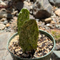 DesertScapeSucculent Cactus 4 Inch Opuntia cochenillifera 'Sunburst'