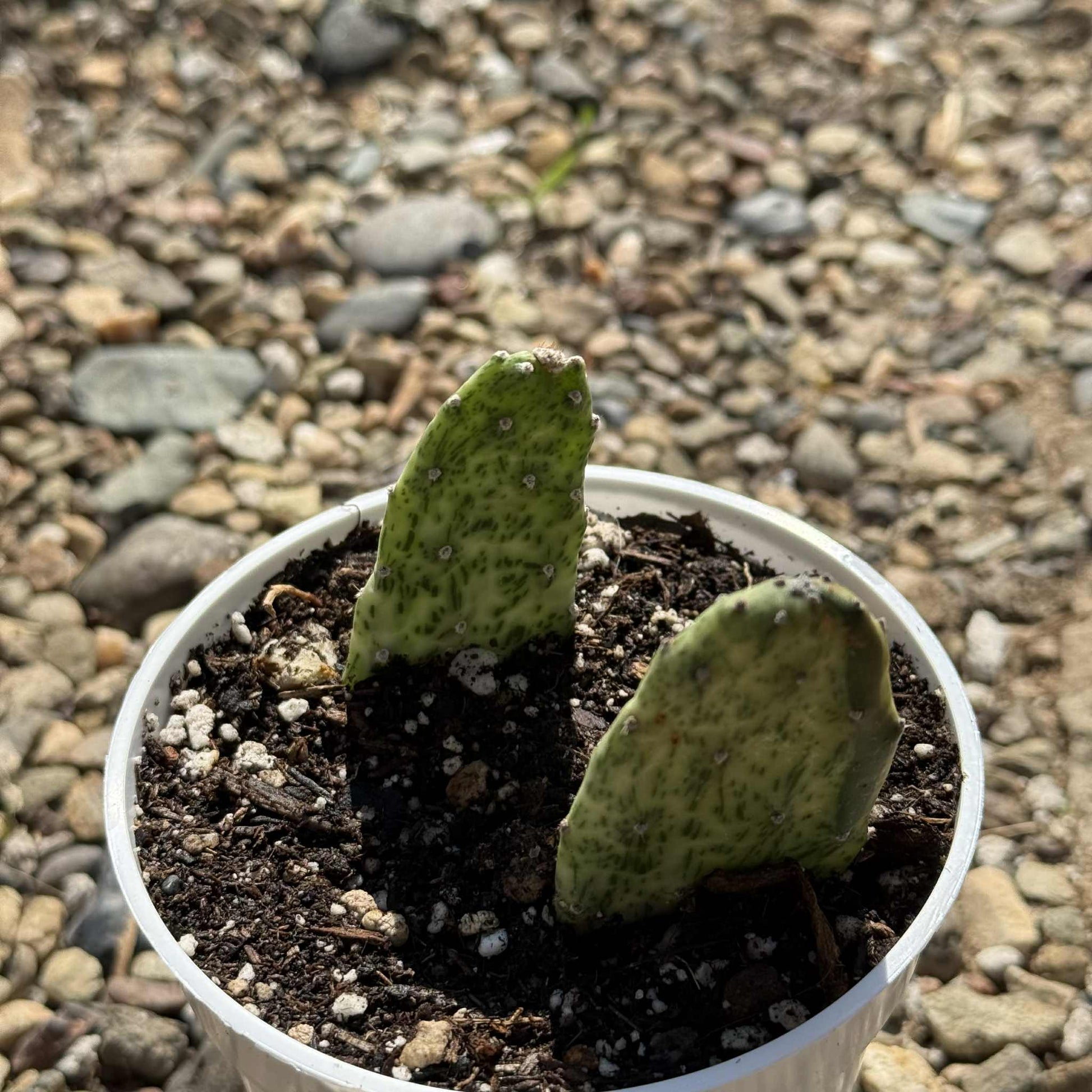 Opuntia cochenillifera 'Sunburst' - 4 Inch Assorted - Cactus - DesertScapeSucculent