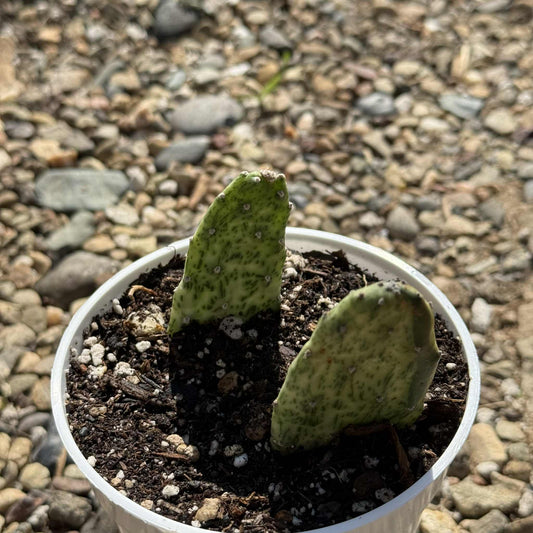 Opuntia cochenillifera 'Sunburst' - 4 Inch Assorted - Cactus - DesertScapeSucculent