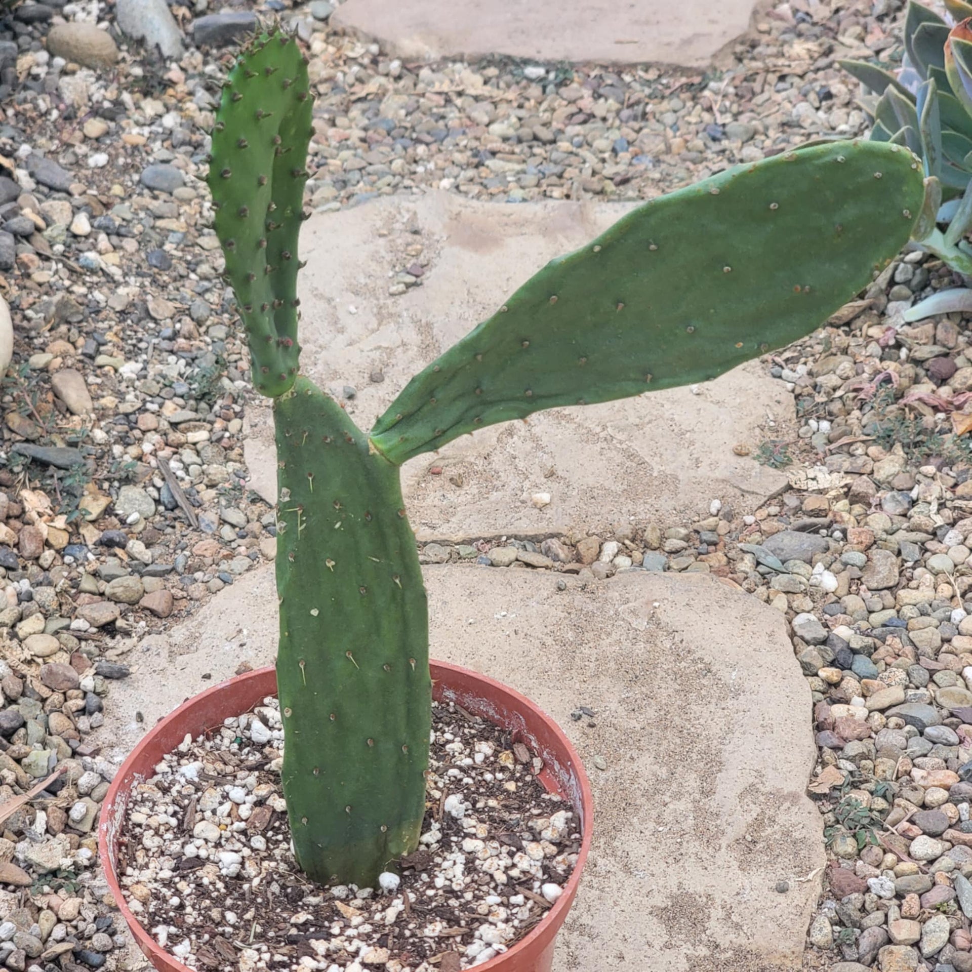 Opuntia engelmannii 