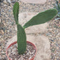 Opuntia engelmannii "Texas Prickly Pear" - 6 Inch Assorted - Cactus - DesertScapeSucculent