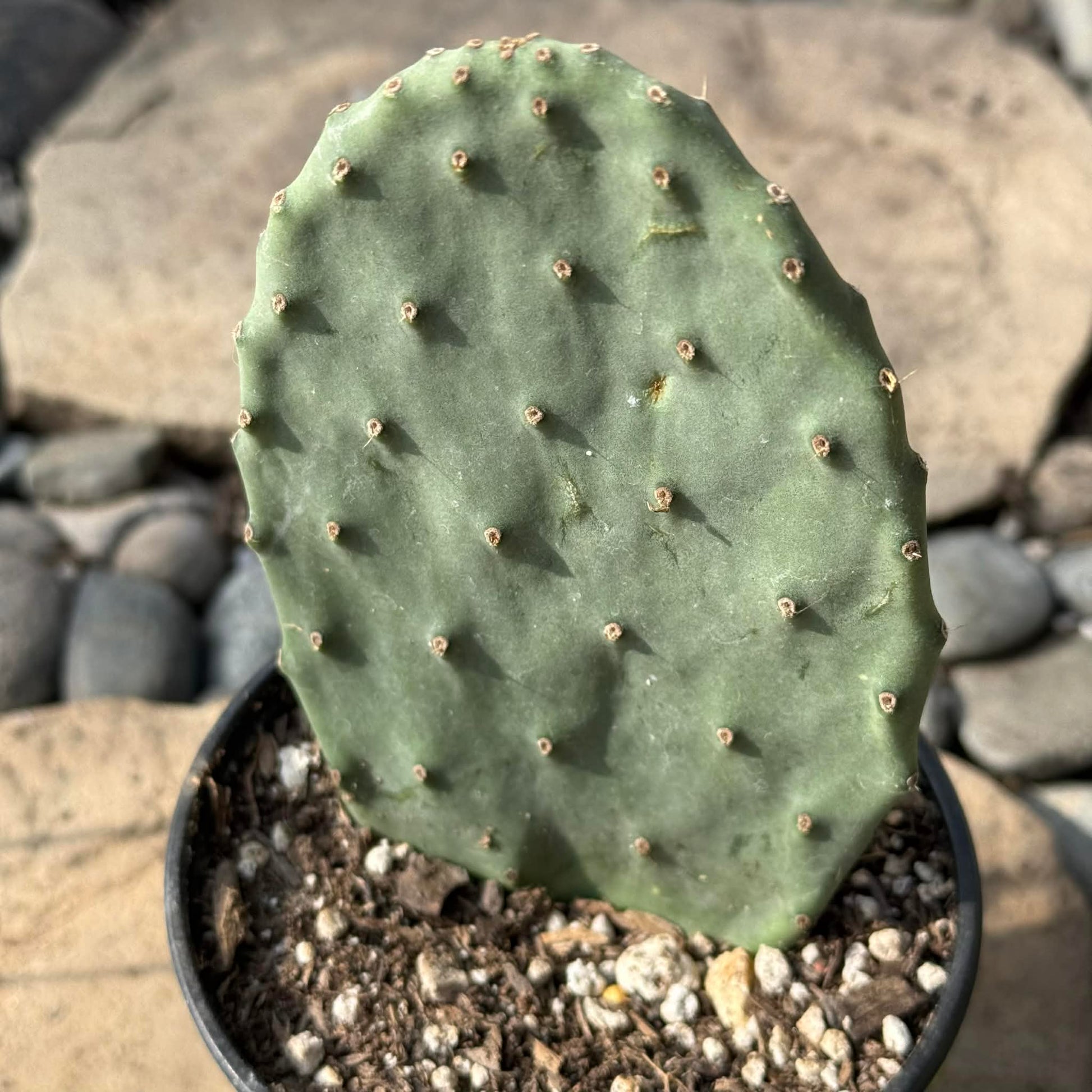 DesertScapeSucculent Cactus 4 Inch Opuntia ficus-indica