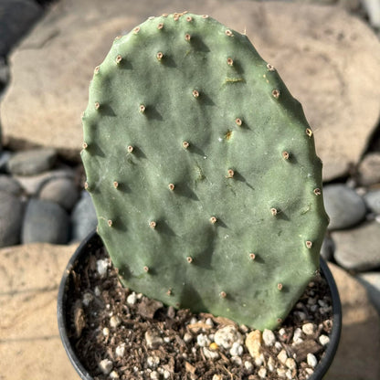 DesertScapeSucculent Cactus 4 Inch Opuntia ficus-indica