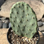 DesertScapeSucculent Cactus 4 Inch Opuntia ficus-indica