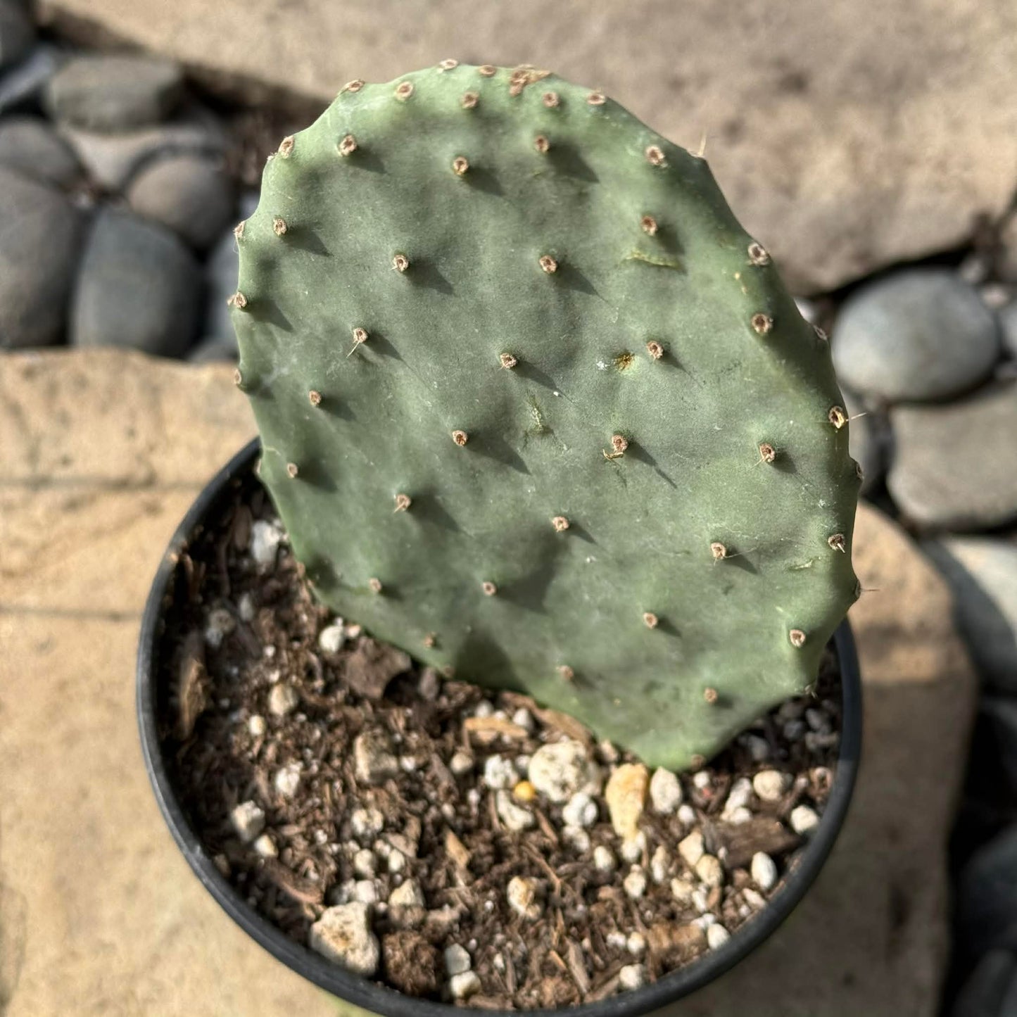 DesertScapeSucculent Cactus 4 Inch Opuntia ficus-indica