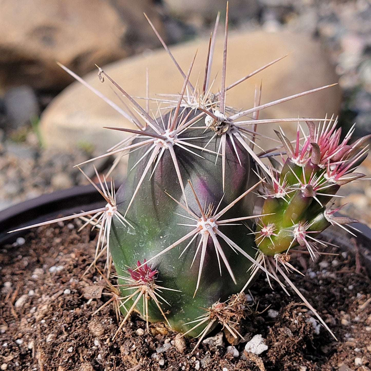 DesertScapeSucculent Cactus 6" Assorted Opuntia invicta