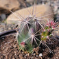 Opuntia invicta - 6 Inch Assorted - Cactus - DesertScapeSucculent