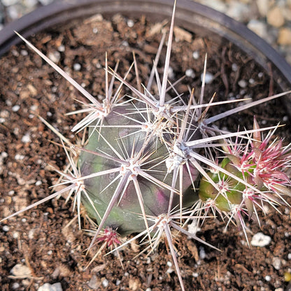 DesertScapeSucculent Cactus 6" Assorted Opuntia invicta