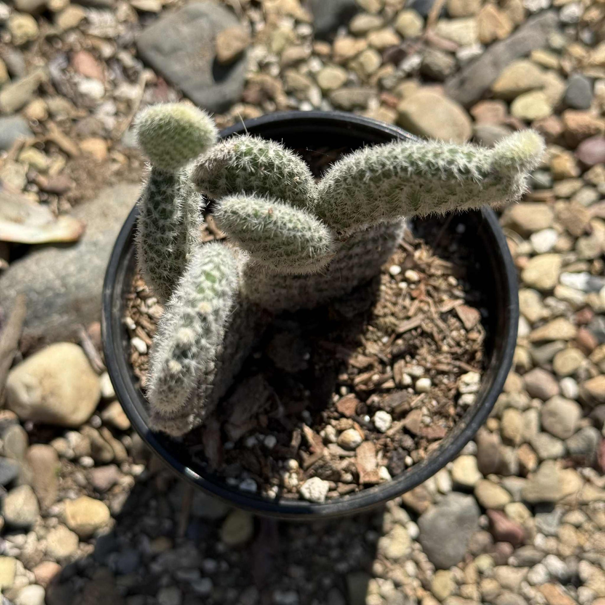 Opuntia microdasys var. albospina 'White Bunny Ears' - 4 Inch Assorted - Cactus - DesertScapeSucculent