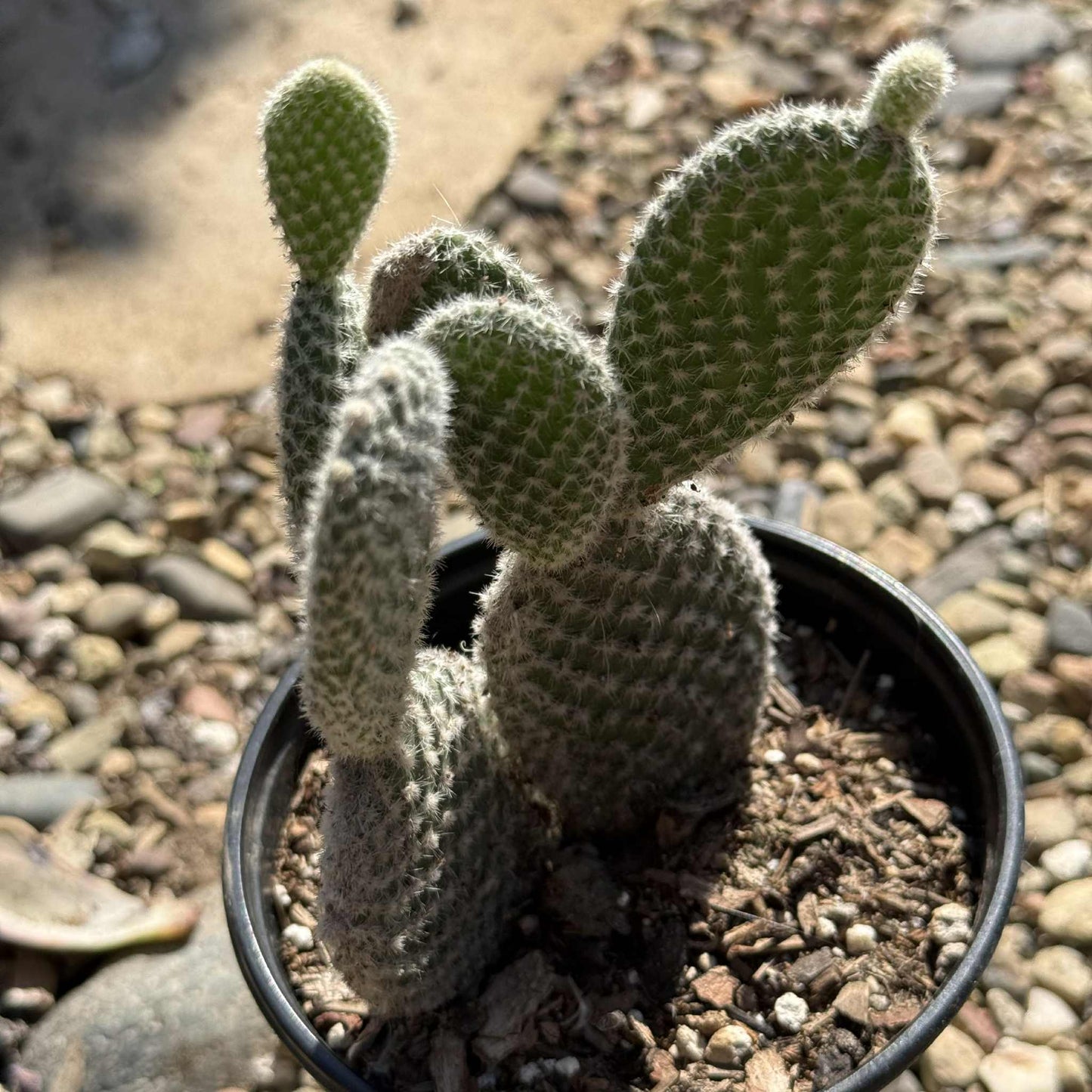 bunny ear prickly pear cactus Opuntia microdasys var. albospina 'White Bunny Ears' 4 Inch