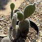 Opuntia microdasys var. albospina 'White Bunny Ears' - 4 Inch Assorted - Cactus - DesertScapeSucculent