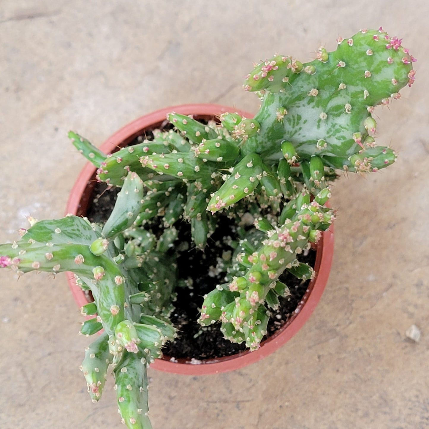 Opuntia monacantha monstruosa variegata - 4 Inch Assorted - Cactus - DesertScapeSucculent