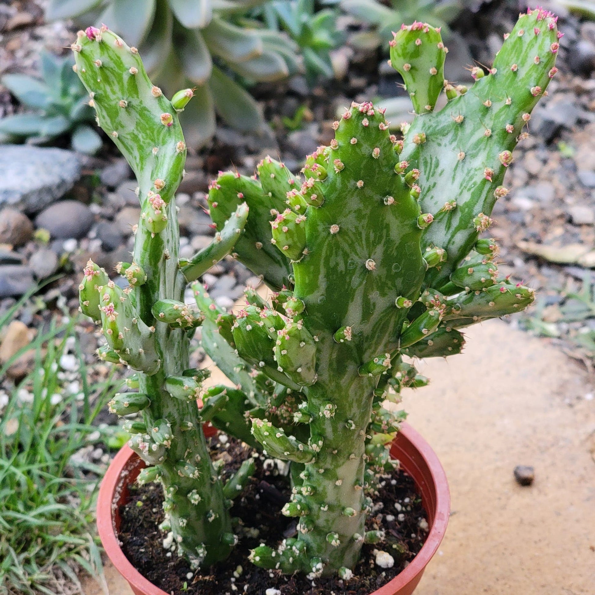 Opuntia monacantha monstruosa variegata - 4 Inch Assorted - Cactus - DesertScapeSucculent