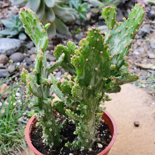 Opuntia monacantha monstruosa variegata - 4 Inch Assorted - Cactus - DesertScapeSucculent