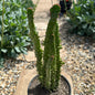 Opuntia monacantha monstruosa variegata - 6 Inch Assorted - Cactus - DesertScapeSucculent