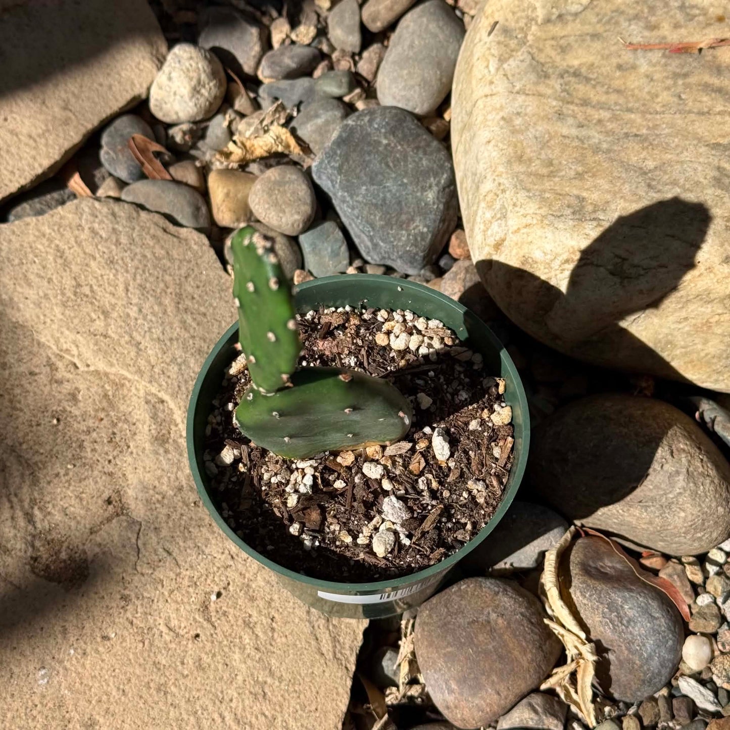 DesertScapeSucculent Cactus 4 Inch Opuntia paraguayensis