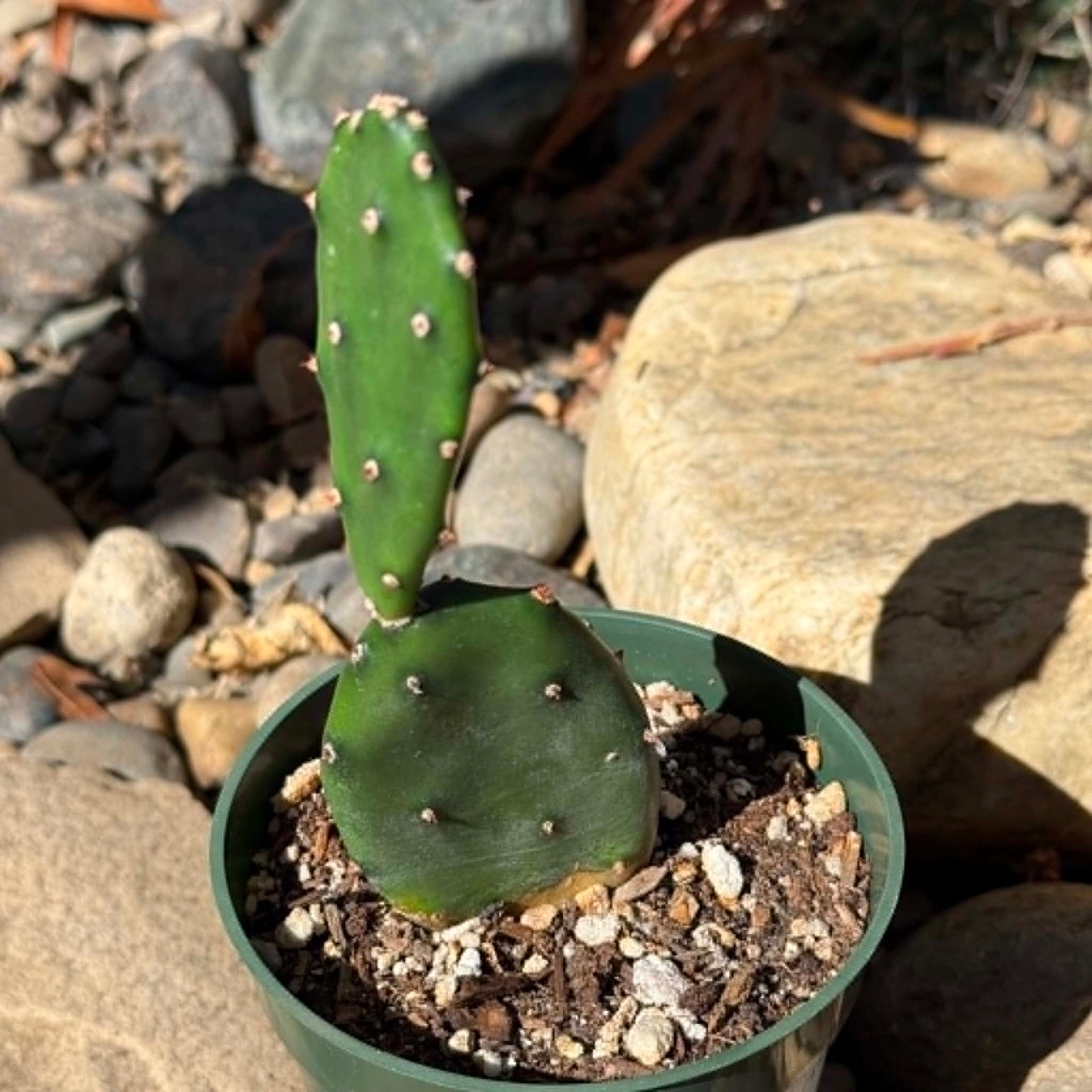DesertScapeSucculent Cactus 4 Inch Opuntia paraguayensis