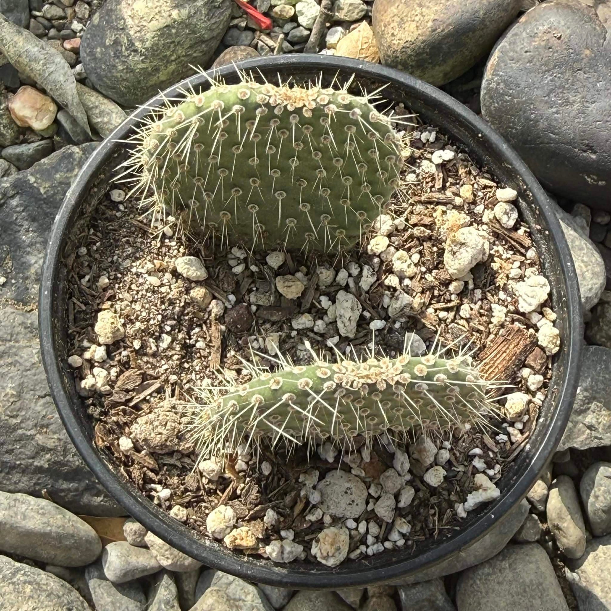 DesertScapeSucculent Cactus 4 Inch Opuntia pilifera