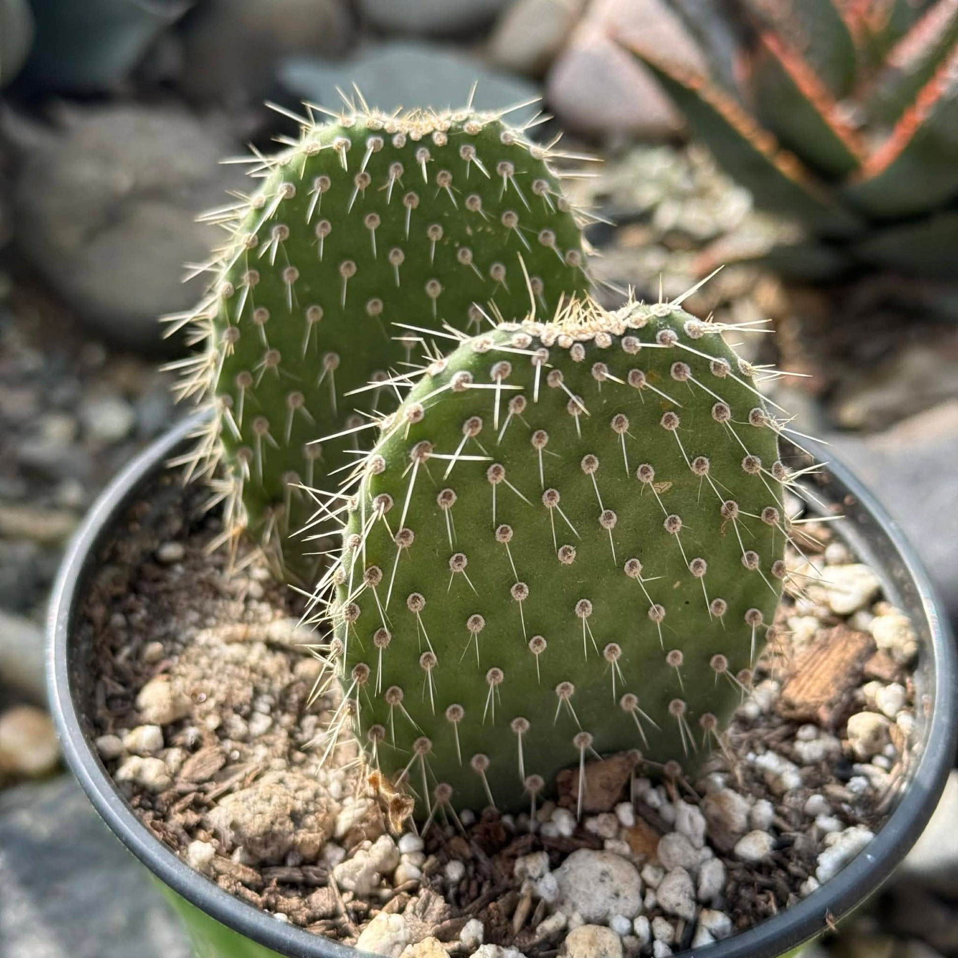 DesertScapeSucculent Cactus 4 Inch Opuntia pilifera