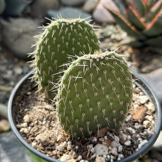 DesertScapeSucculent Cactus 4 Inch Opuntia pilifera