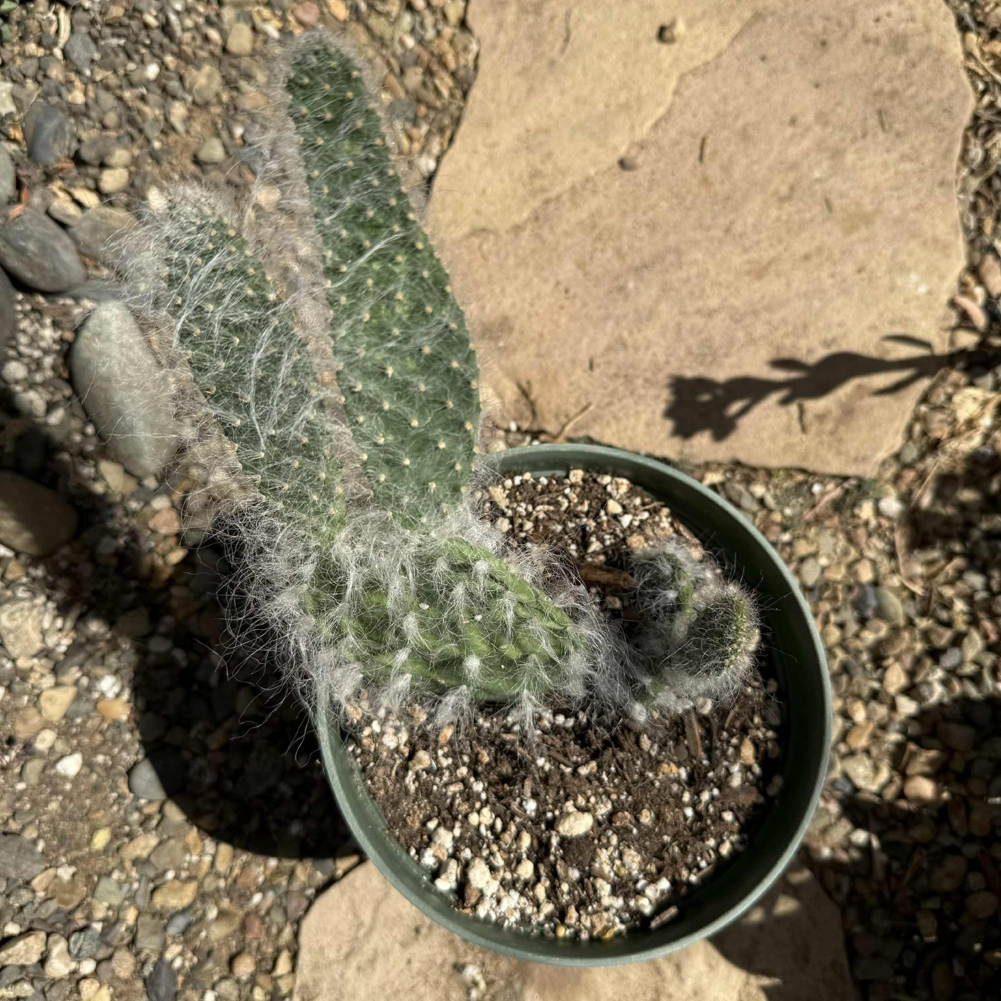 fuzzy prickly pear cactus Opuntia polyacantha 'Snow Fuzzy' – DesertScapeSucculent