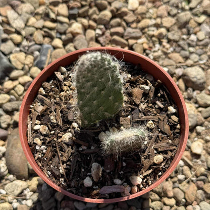 Opuntia polyacantha 'Snow Fuzzy' - 4 Inch Assorted - Cactus - DesertScapeSucculent
