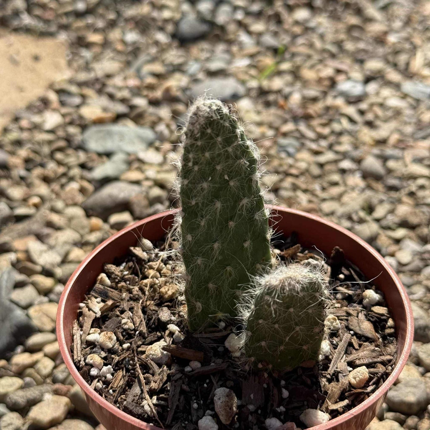 Opuntia polyacantha 'Snow Fuzzy' - 4 Inch Assorted - Cactus - DesertScapeSucculent