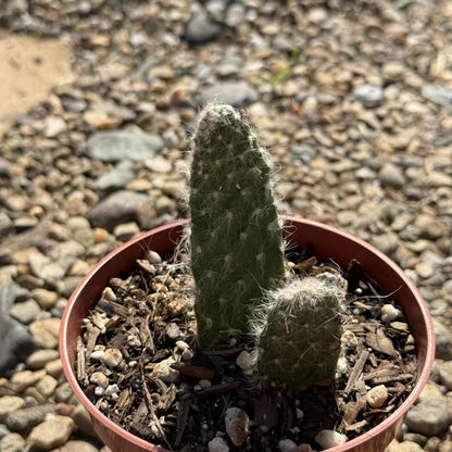 Opuntia polyacantha 'Snow Fuzzy' - 4 Inch Assorted - Cactus - DesertScapeSucculent