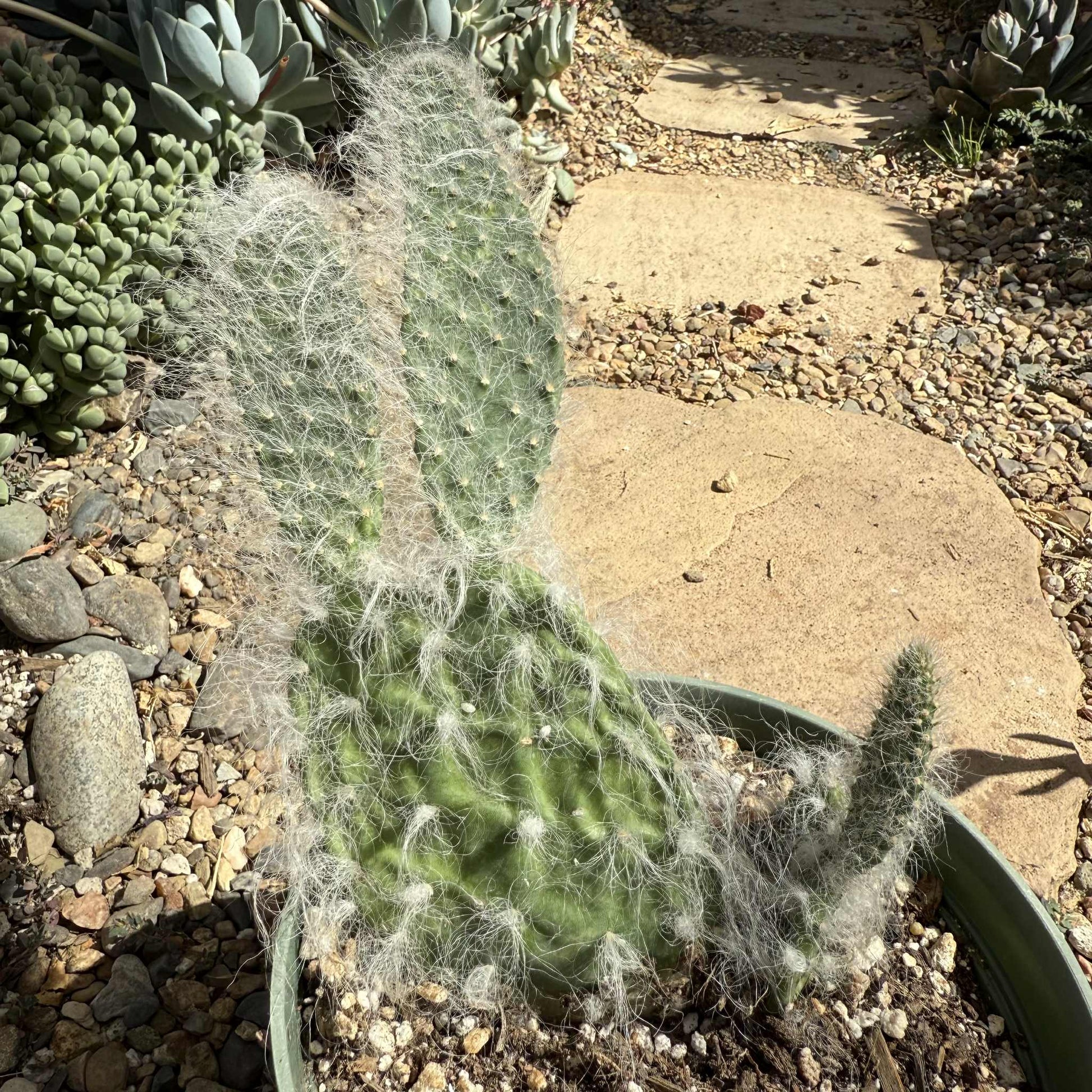 fuzzy prickly pear cactus Opuntia polyacantha 'Snow Fuzzy' – DesertScapeSucculent