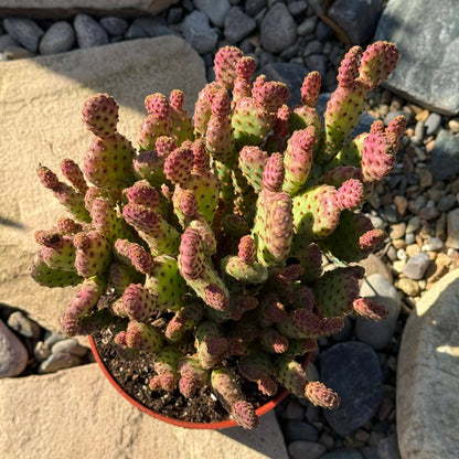 DesertScapeSucculent Cactus Opuntia rufida minima 'Cinnamon Cactus'