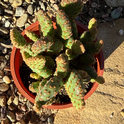 Opuntia rufida minima 'Cinnamon Cactus' - 4 Inch - Cactus - DesertScapeSucculent