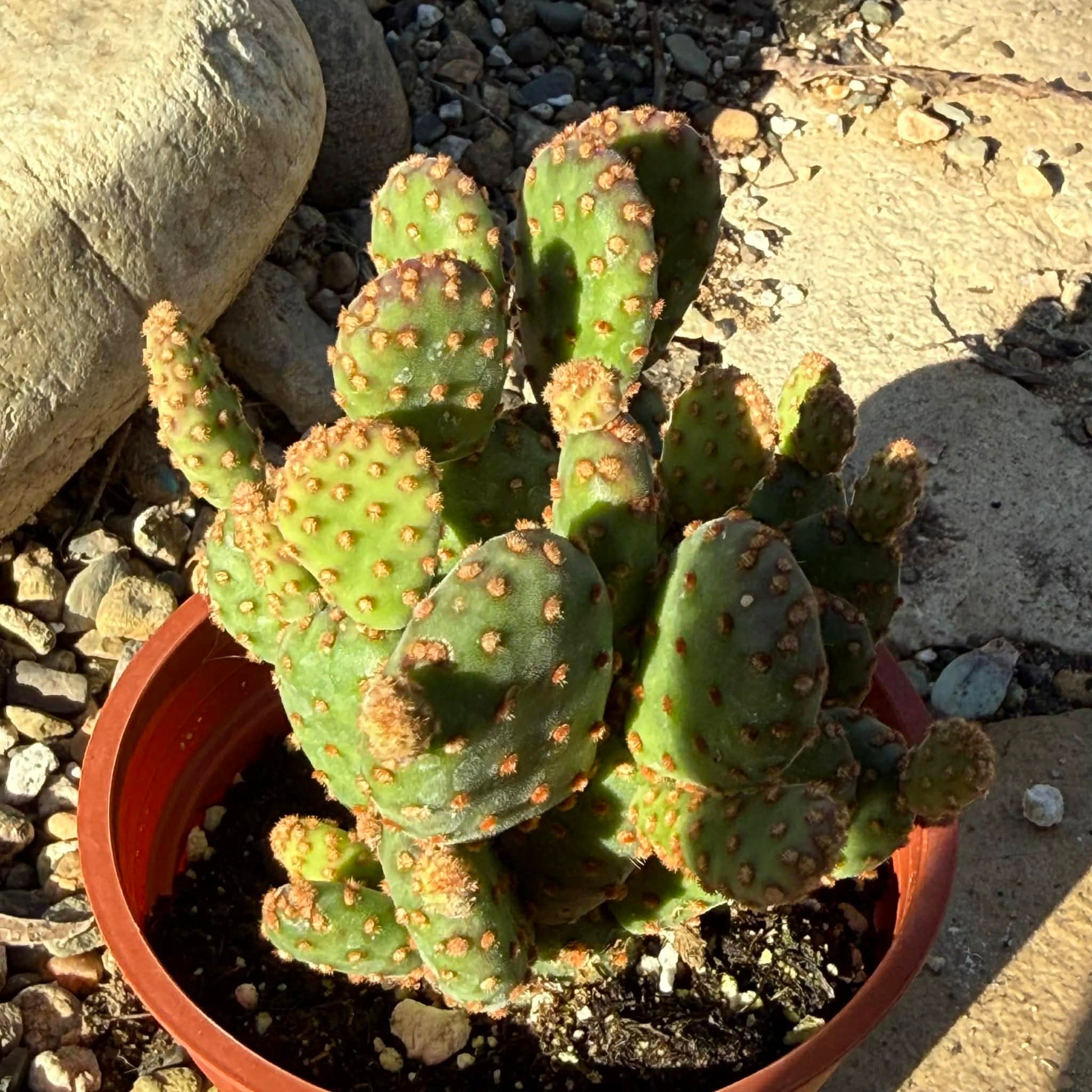 Opuntia rufida minima 'Cinnamon Cactus' - 4 Inch - Cactus - DesertScapeSucculent