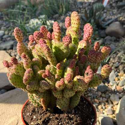 DesertScapeSucculent Cactus 6 Inch Opuntia rufida minima 'Cinnamon Cactus'