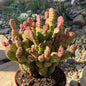 DesertScapeSucculent Cactus 6 Inch Opuntia rufida minima 'Cinnamon Cactus'