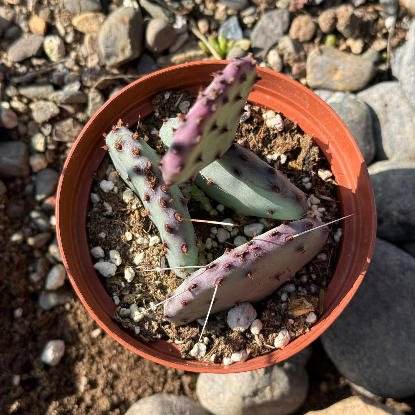 DesertScapeSucculent Cactus 4 Inch Opuntia 'Santa-Rita'