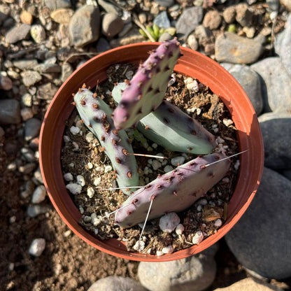 DesertScapeSucculent Cactus 4 Inch Opuntia 'Santa-Rita'