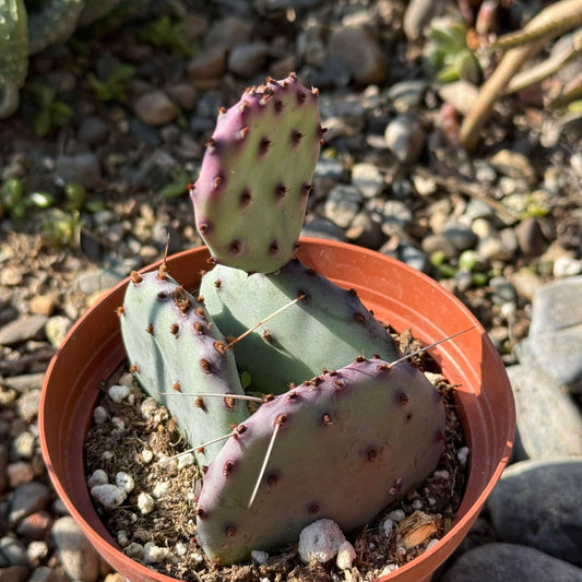DesertScapeSucculent Cactus 4 Inch Opuntia 'Santa-Rita'