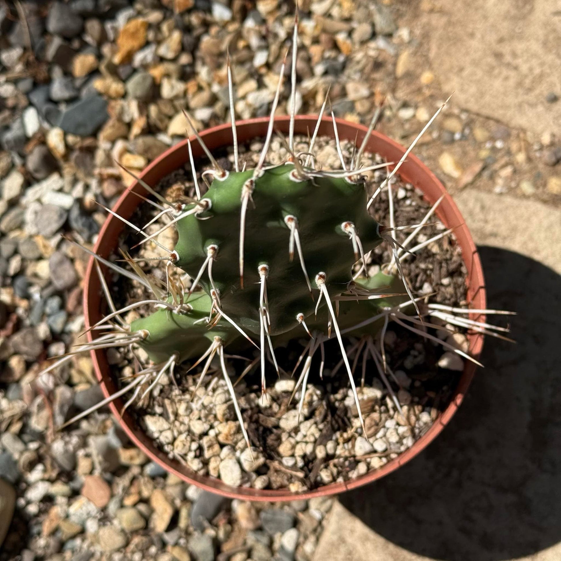 Opuntia sulphurea - 8 Inch Assorted - Cactus - DesertScapeSucculent